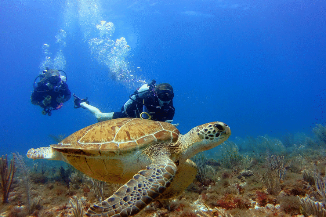 Dive Sites