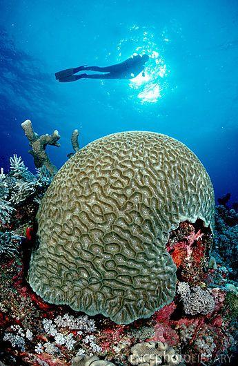 Sea sponge